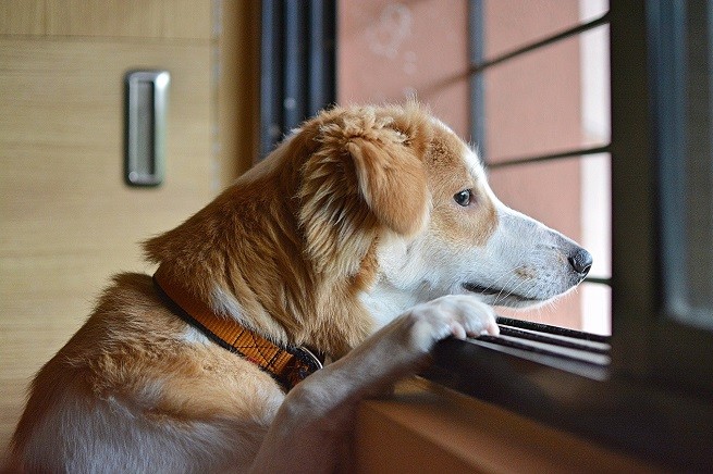 Cane depresso