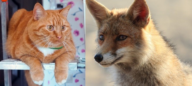 Volpe e gatto