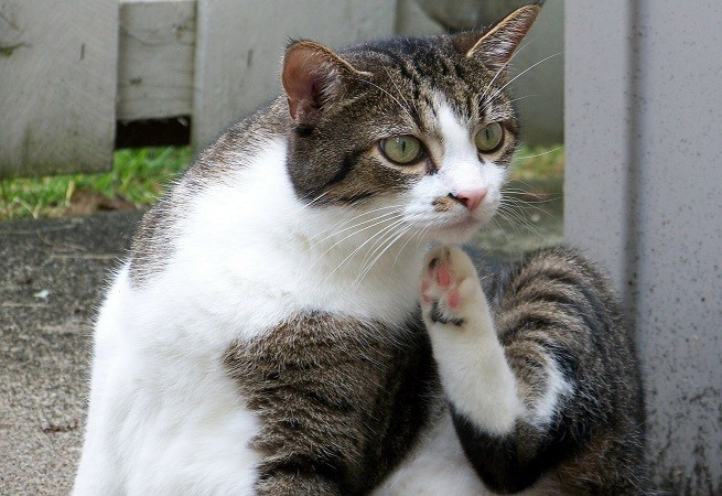 Gatto: vomito e rigurgito
