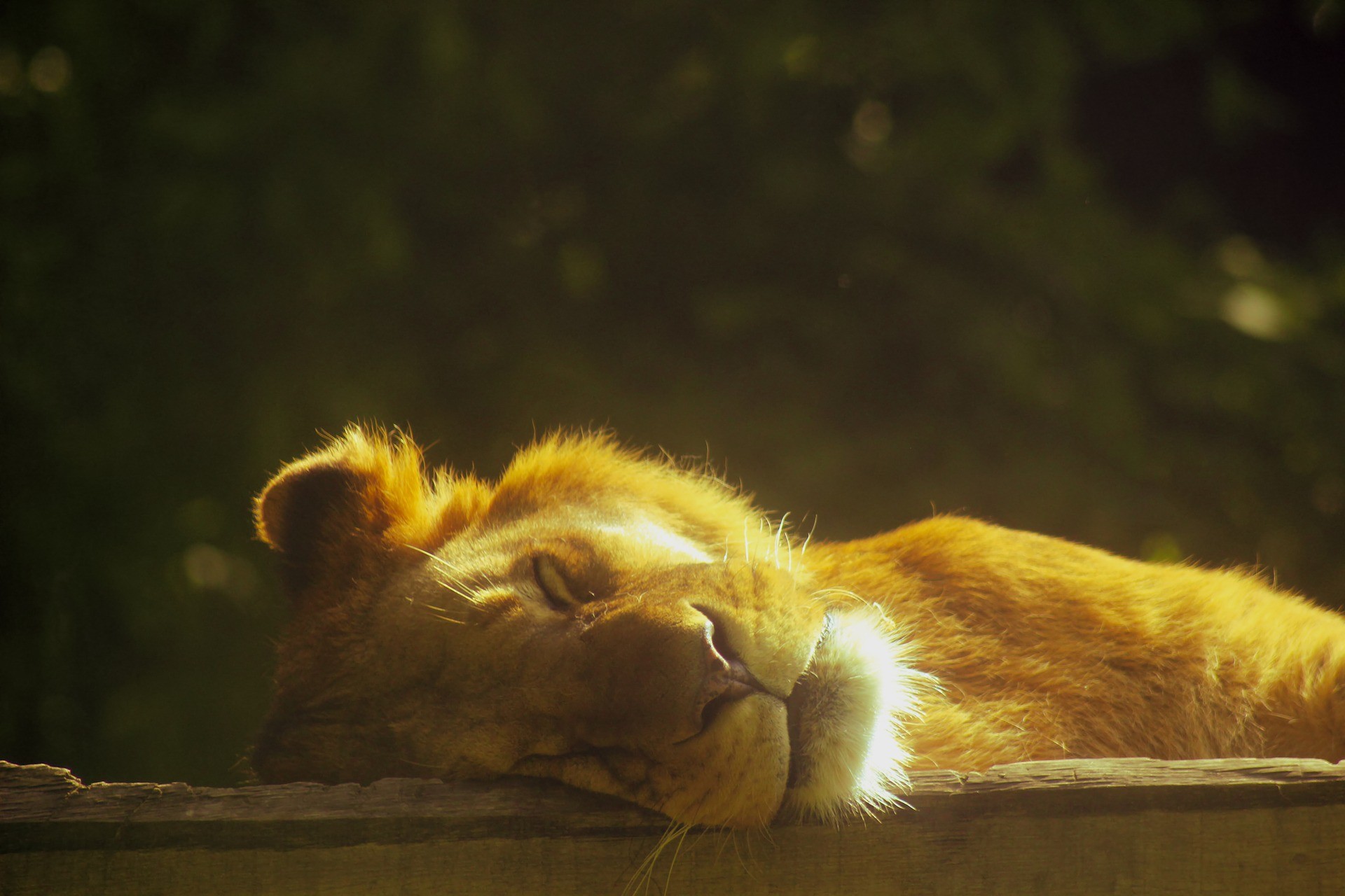 Leone dorme