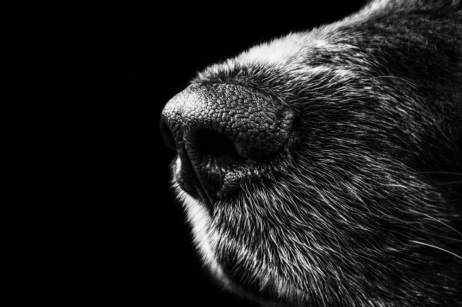 Tartufo cane