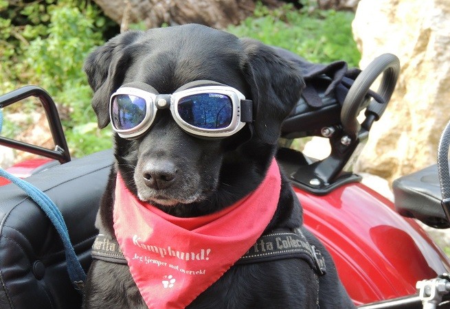 Cane biker con occhiali