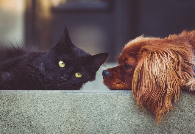 Cani e gatti