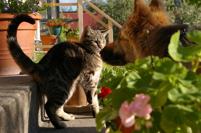 Gatto e cane
