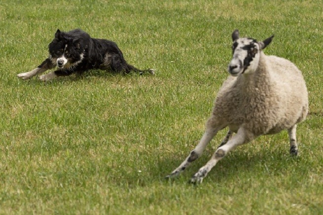 Border Collie