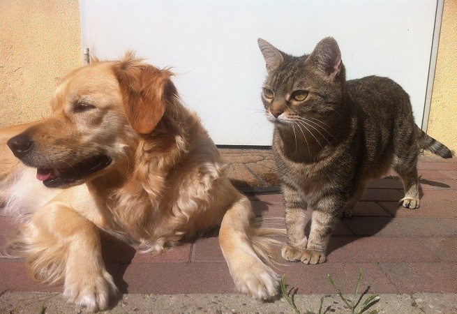 Cane e gatto, ansa stagnante