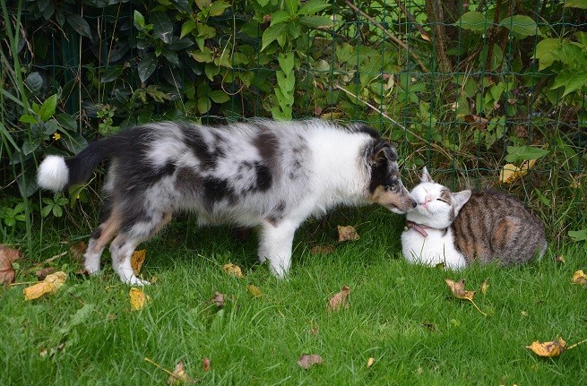 cane e gatto