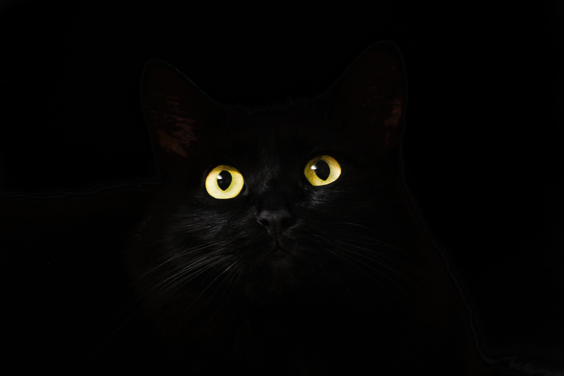 gatto