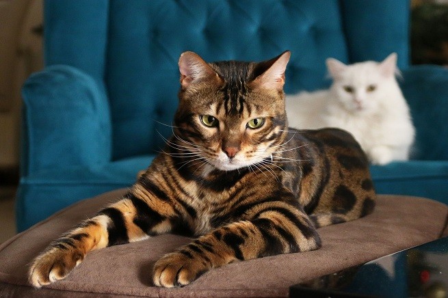 Gatto Bengala: trasfusioni sangue
