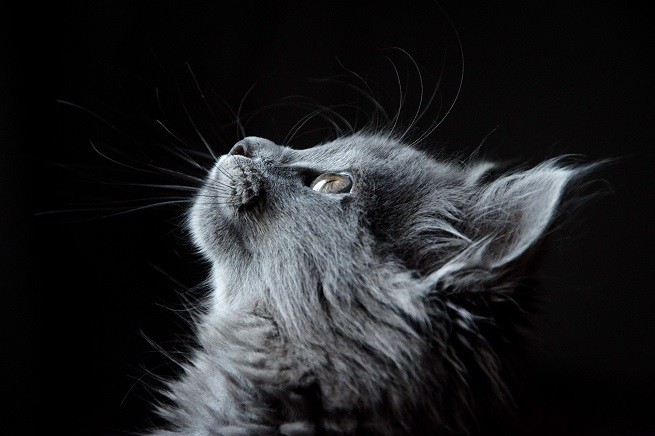 Gatto che guarda
