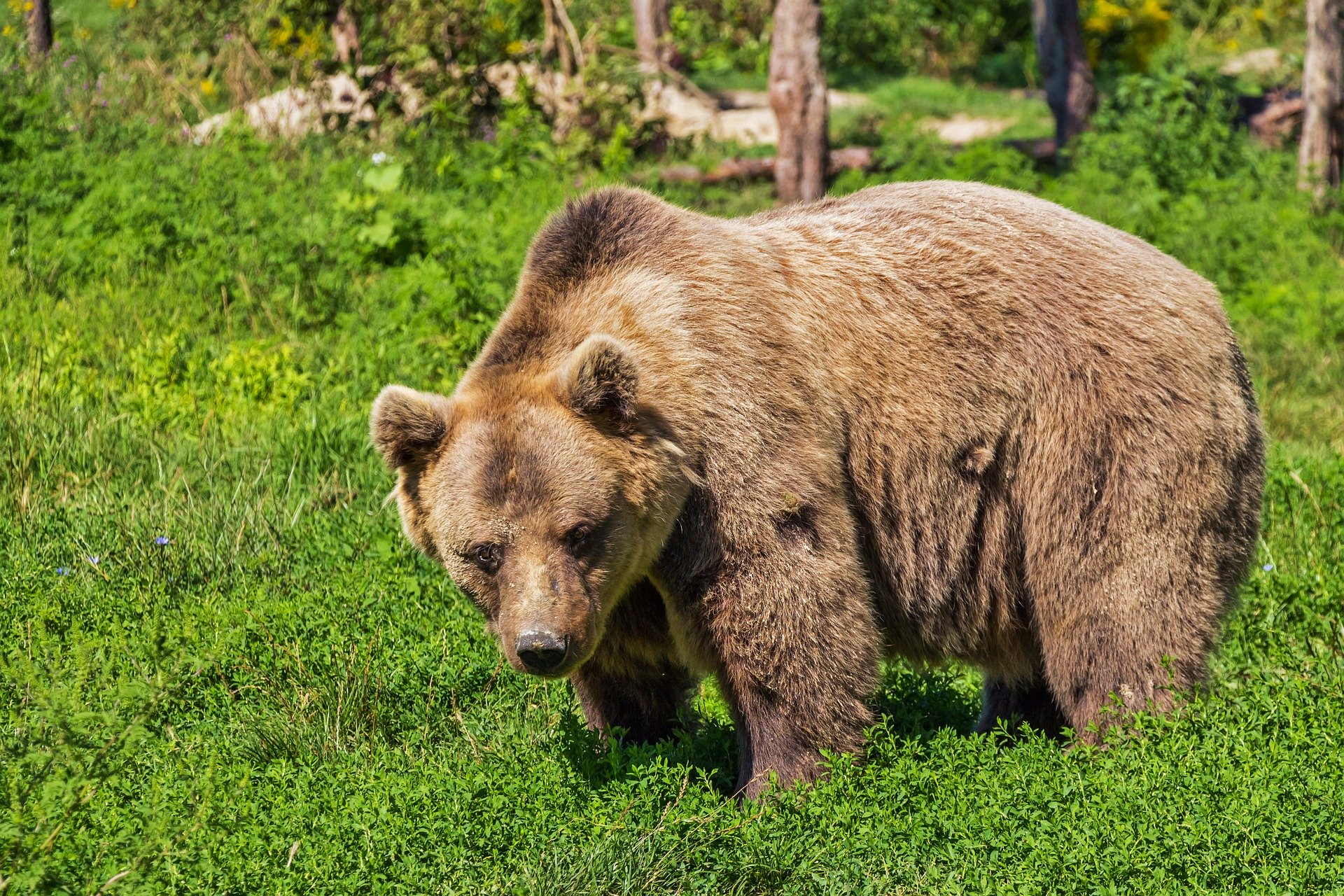 Orso