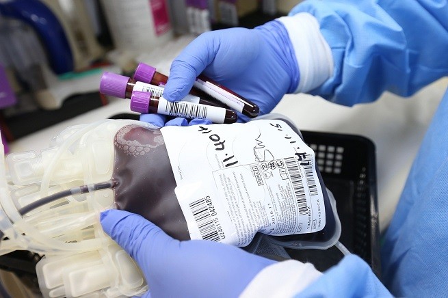Trasfusione sangue cane