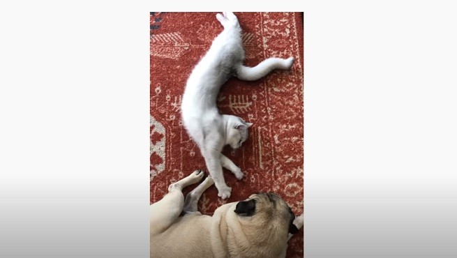 cane e gatto