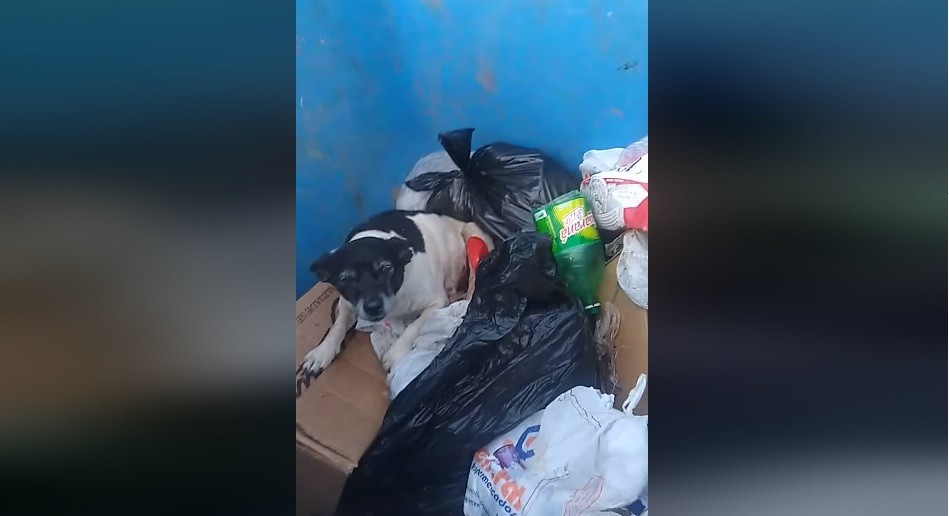 Cane nella spazzatura