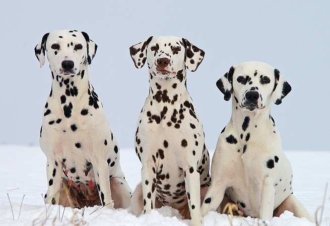 dalmata