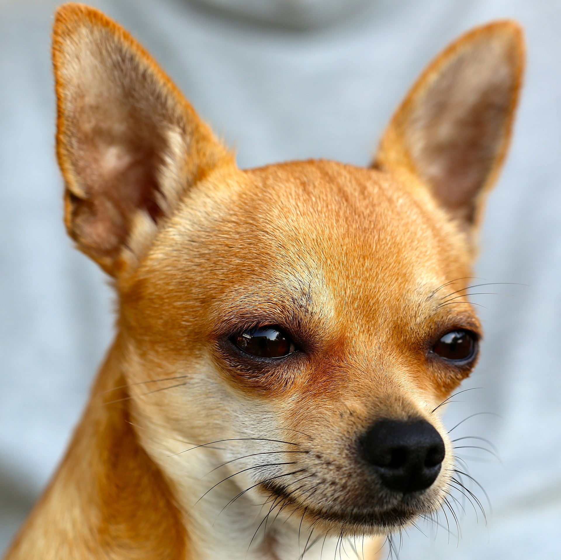 foto divertente cane