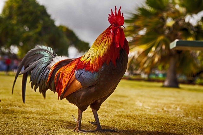 gallo