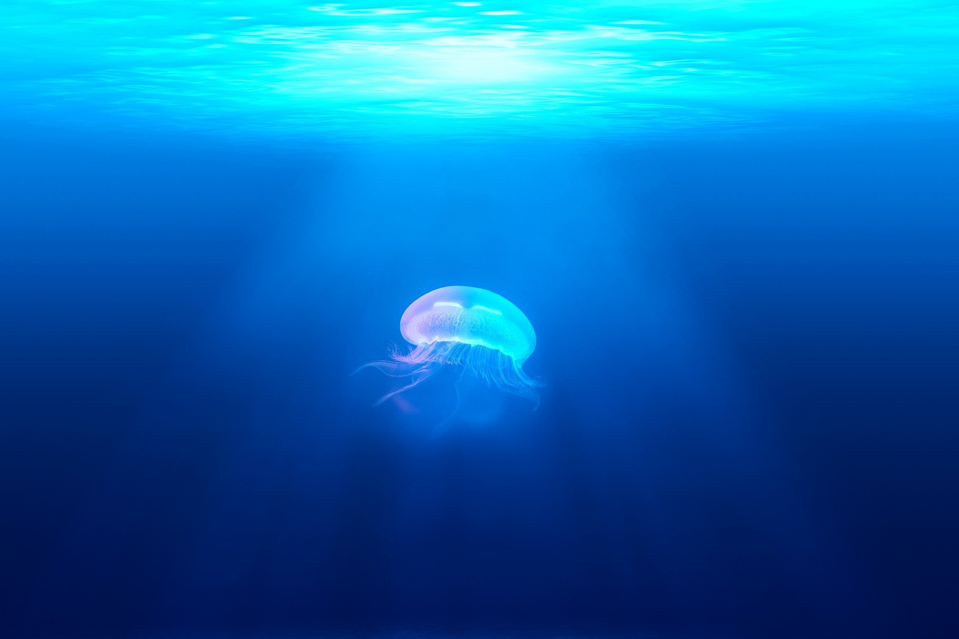 meduse