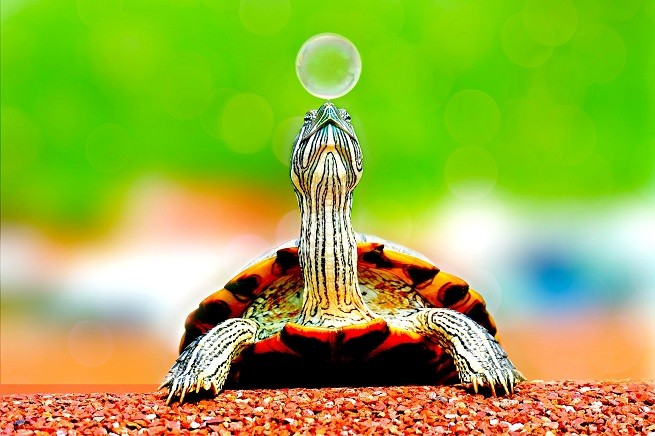tartaruga