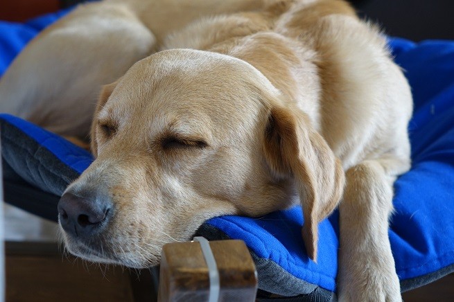Cane dorme