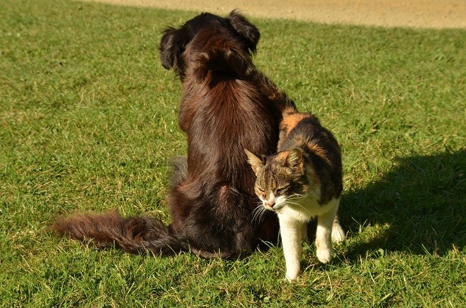 cane gatto