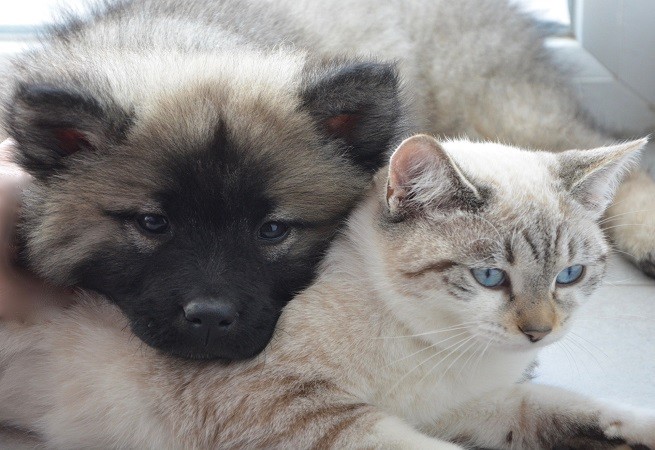 Cane e gatto