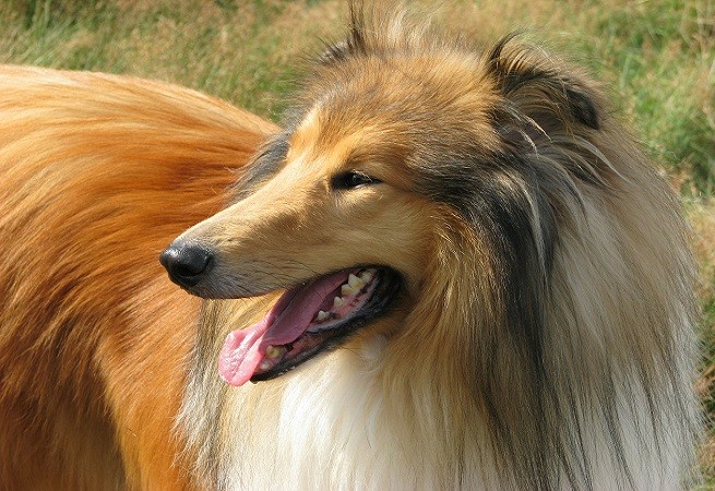 Lassie, Collie