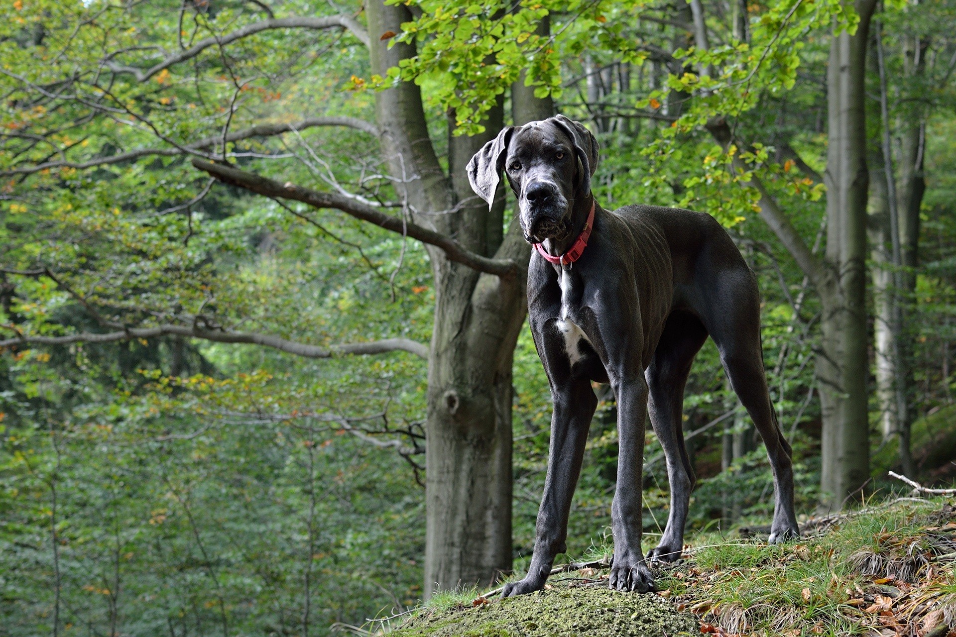 Razze di cani amabili: Alano
