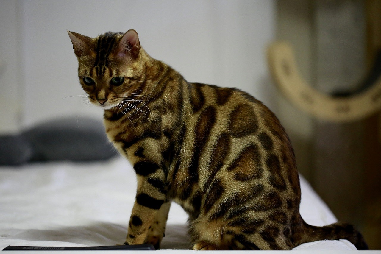 Gatto Bengala mantello
