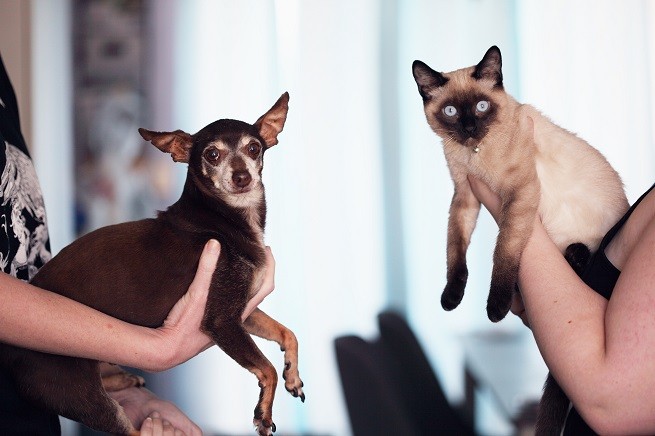 gatto cane