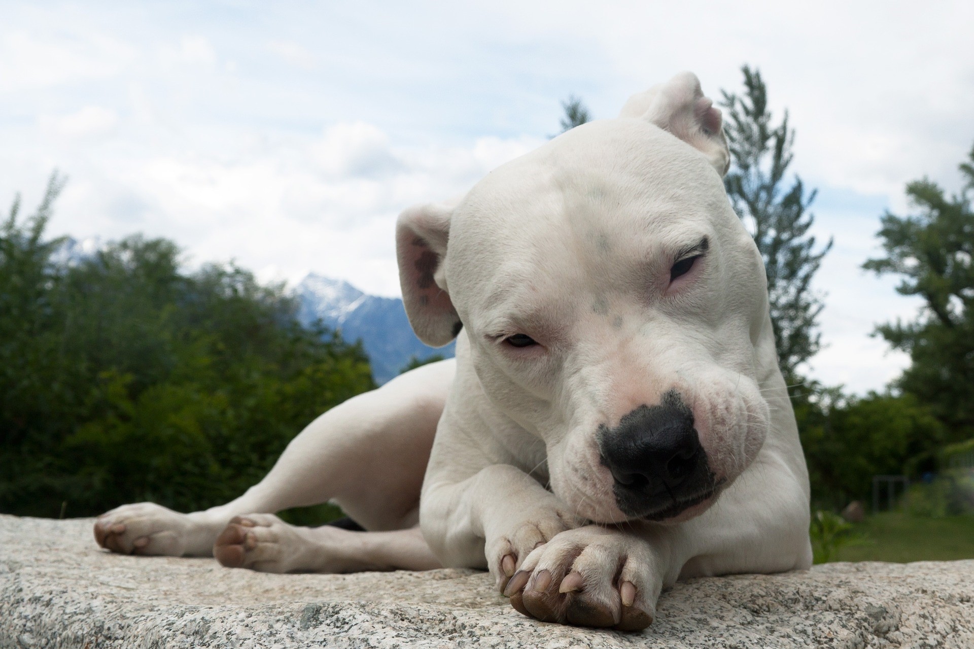 Cani, Dogo Argentino