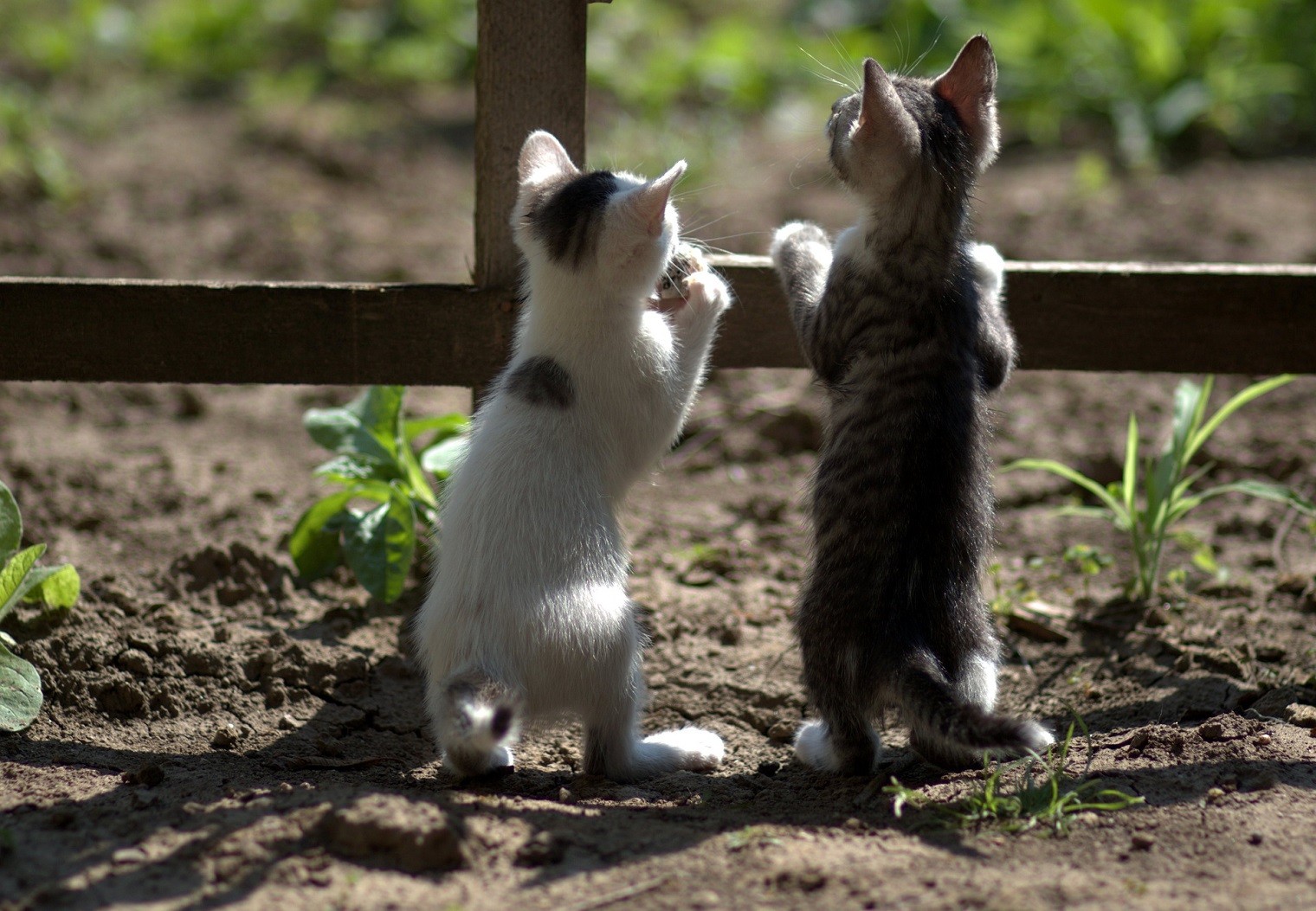 gatti curiosi
