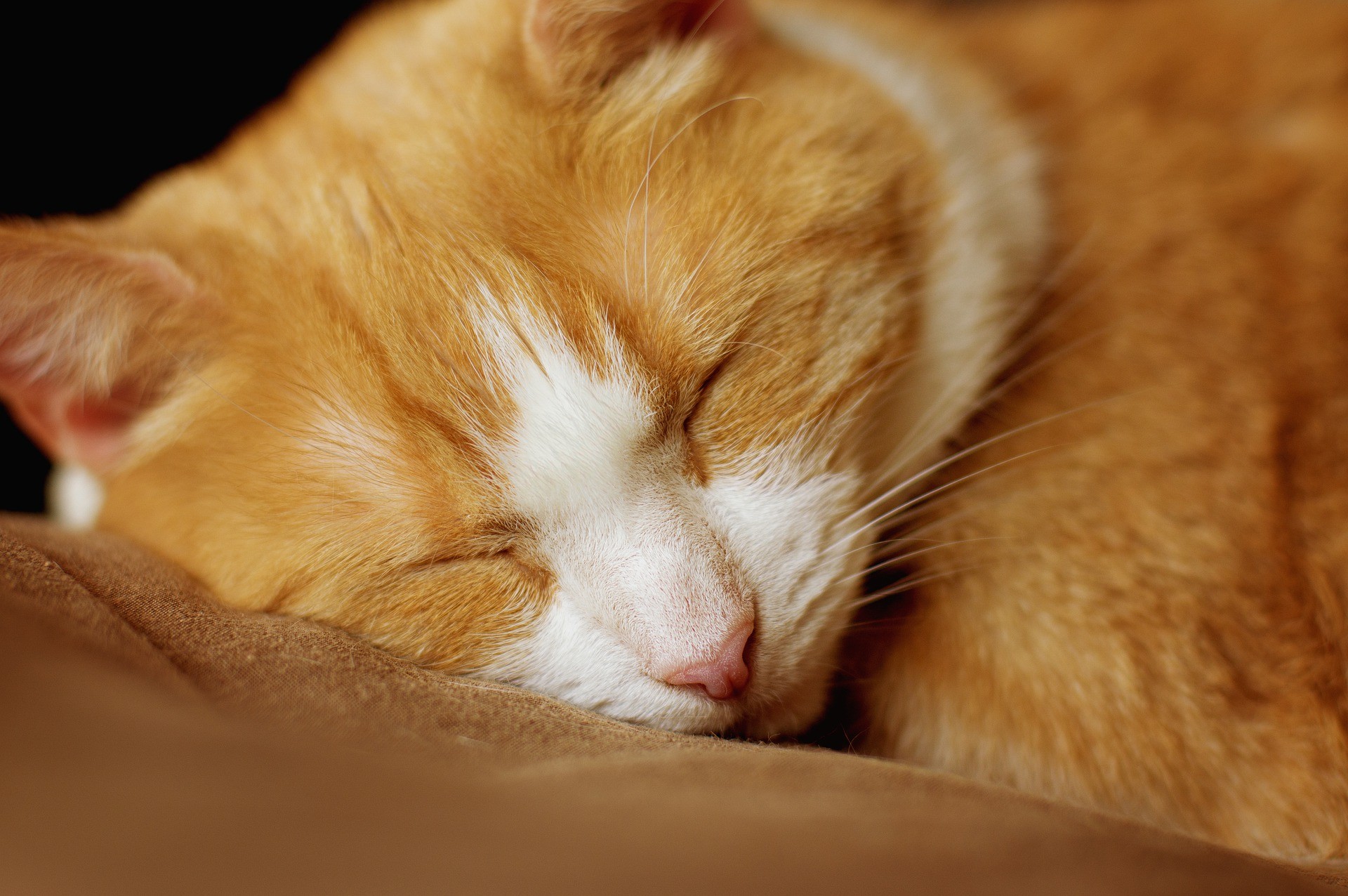 Gattino dorme