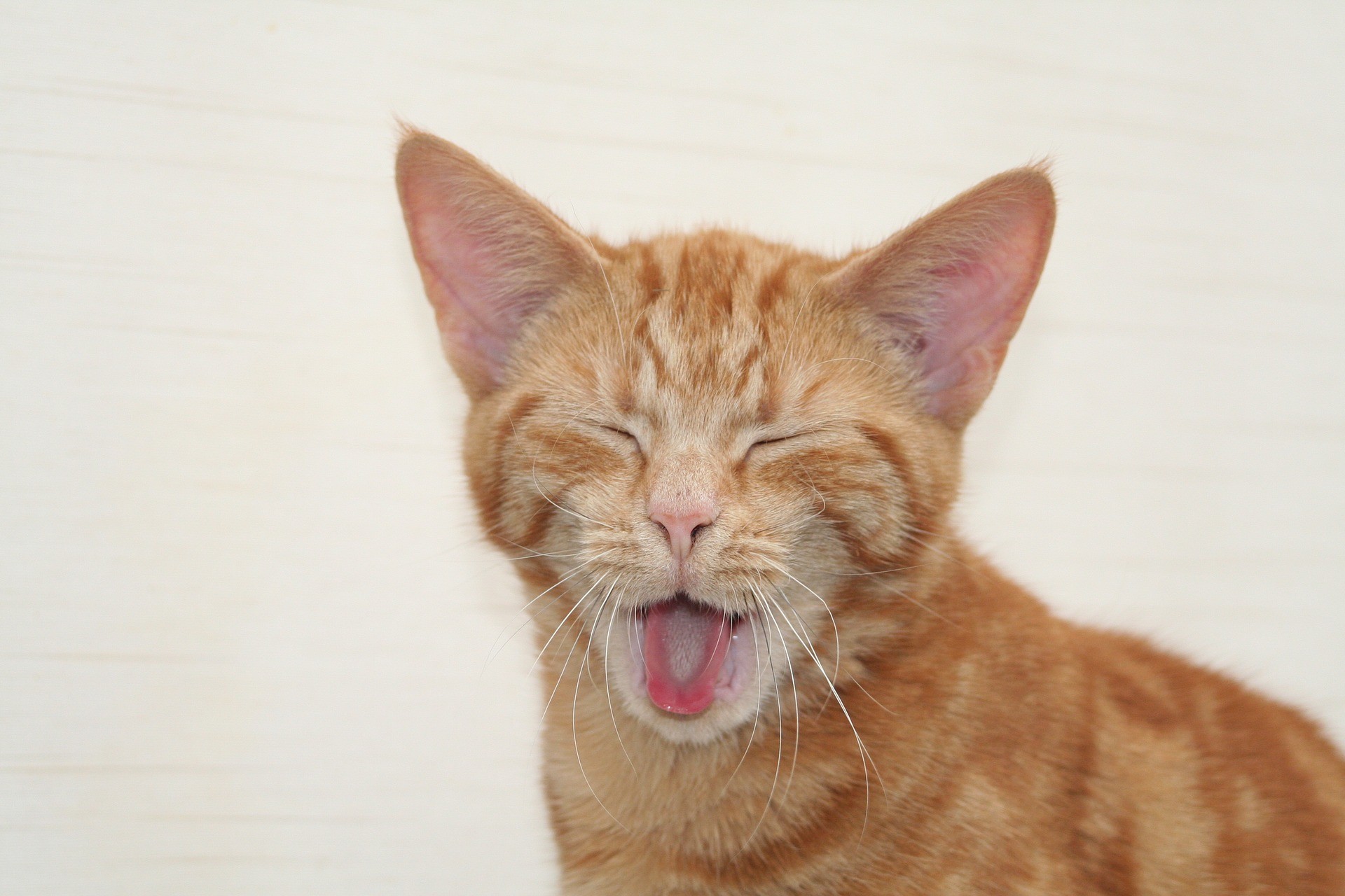 Gatto foto