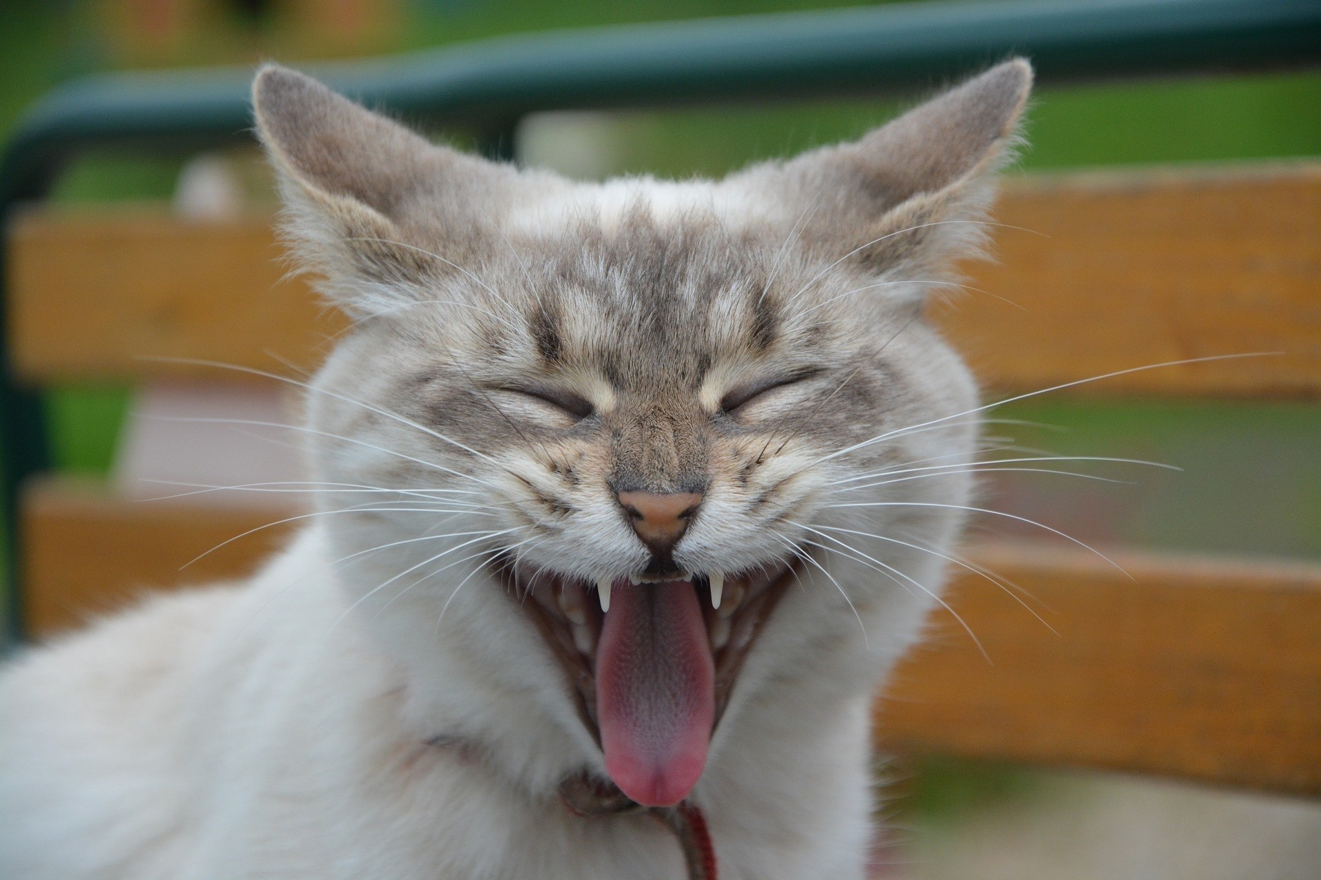 gatto orecchie