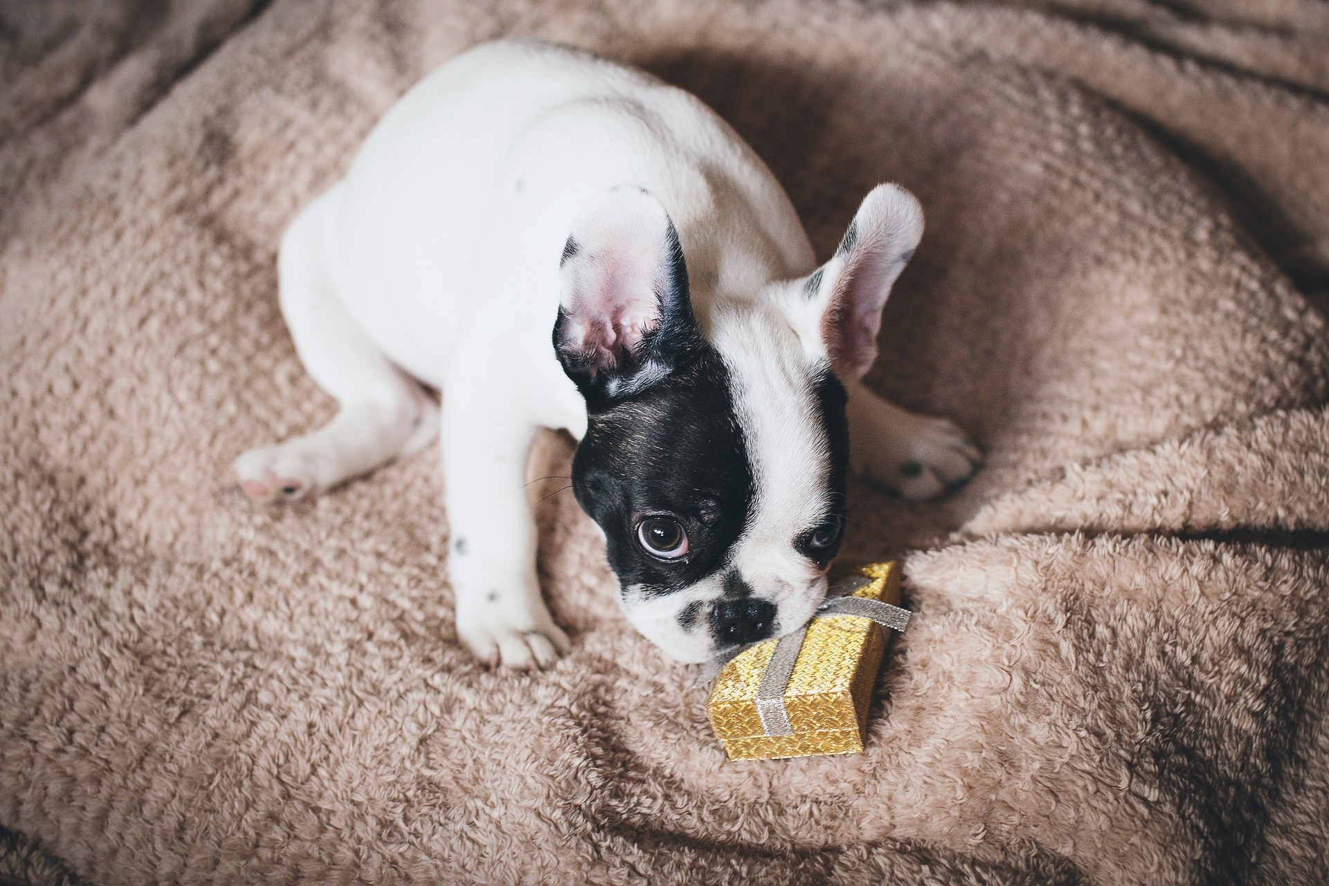 Cani, Bouledogue francese