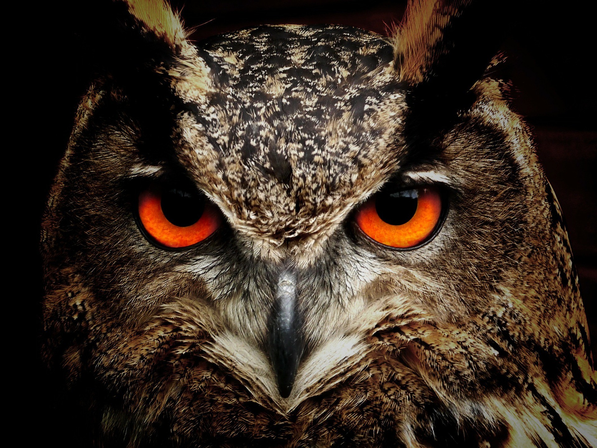 Animali