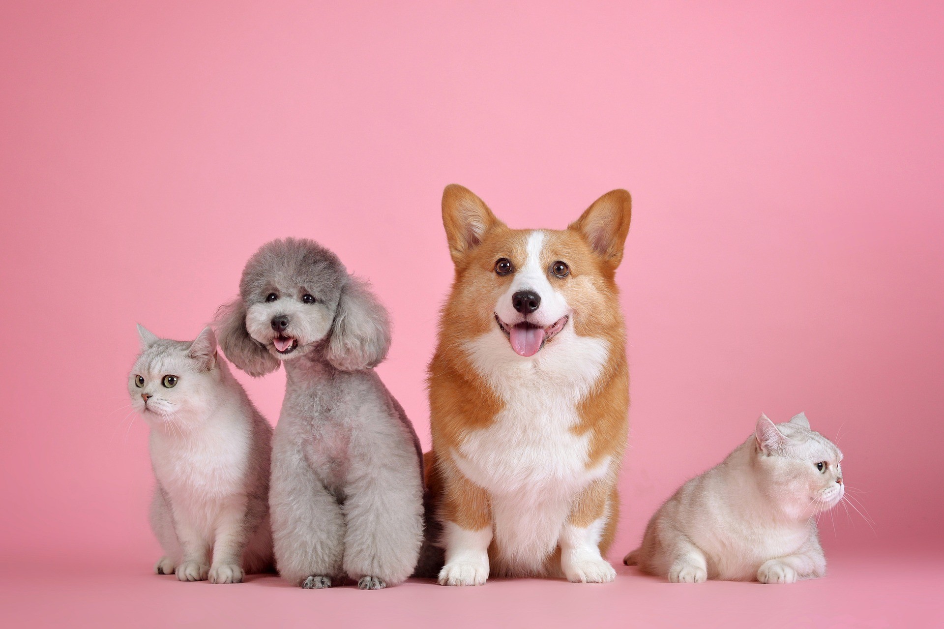 Coronavirus cani e gatti
