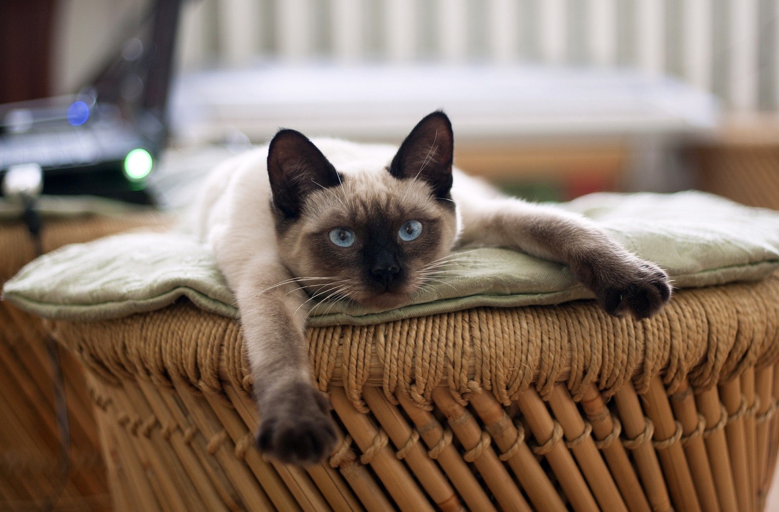 Siamese comportamento