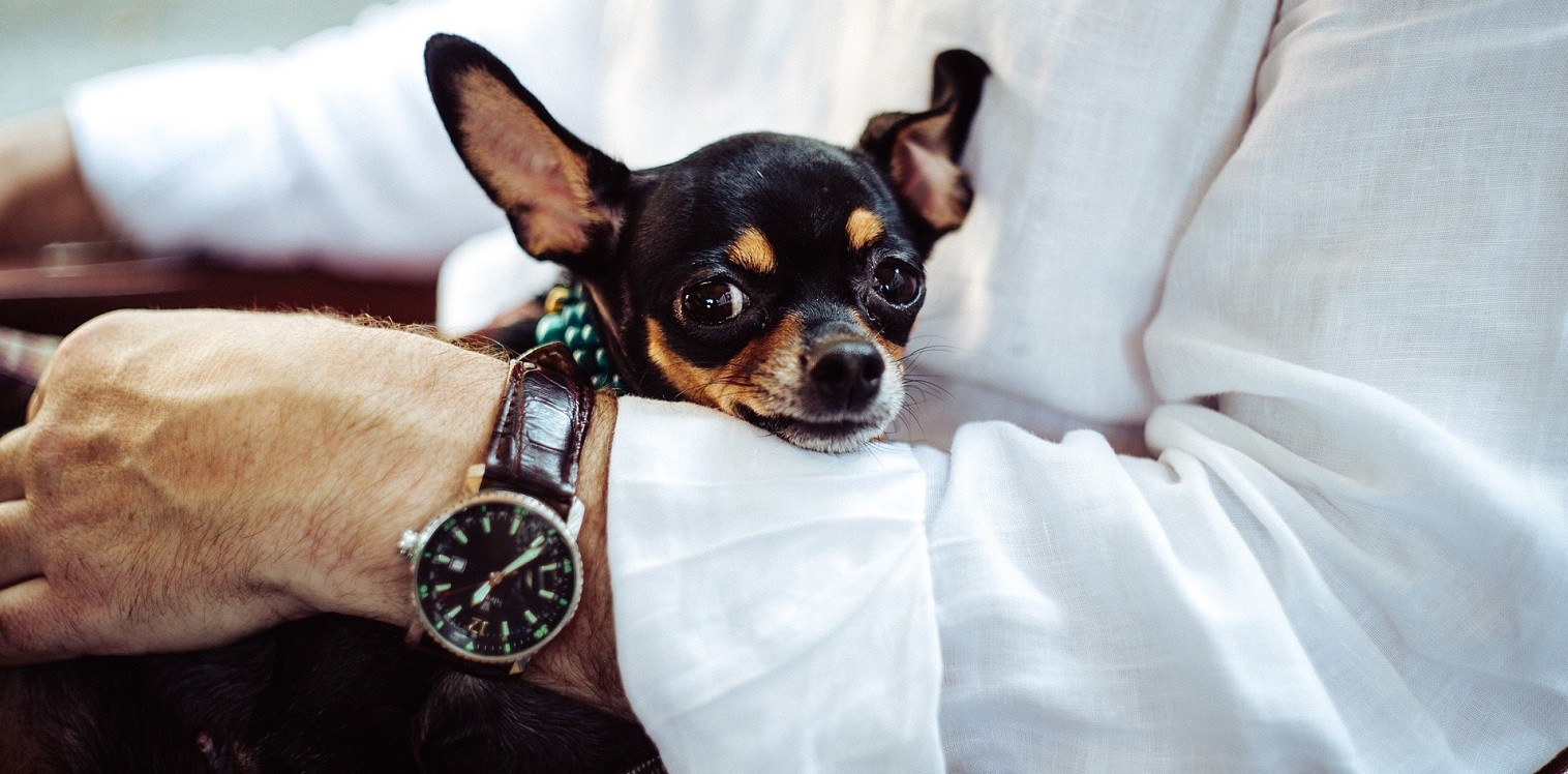 Chihuahua. razze cani smart working