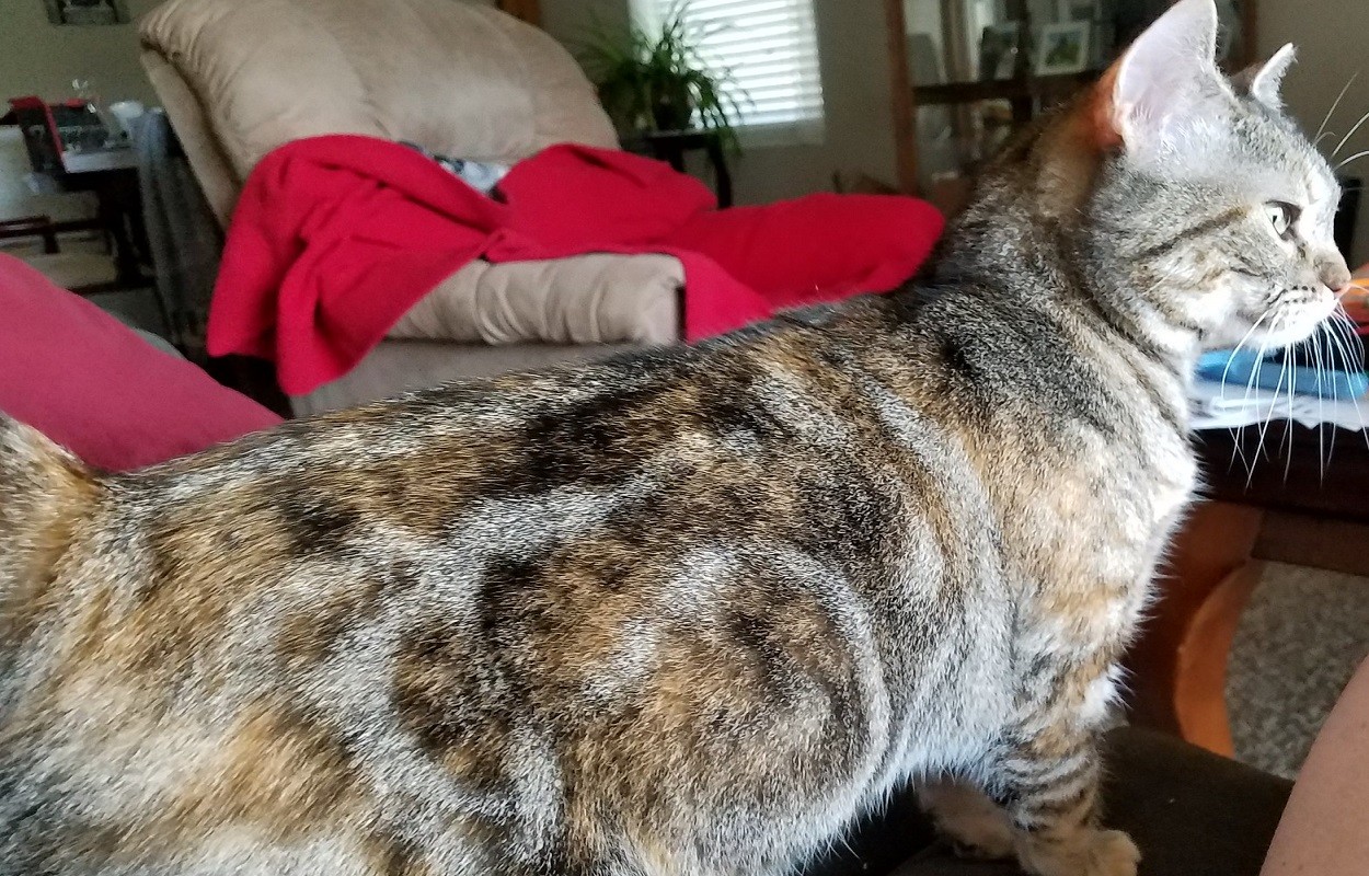 munchkin