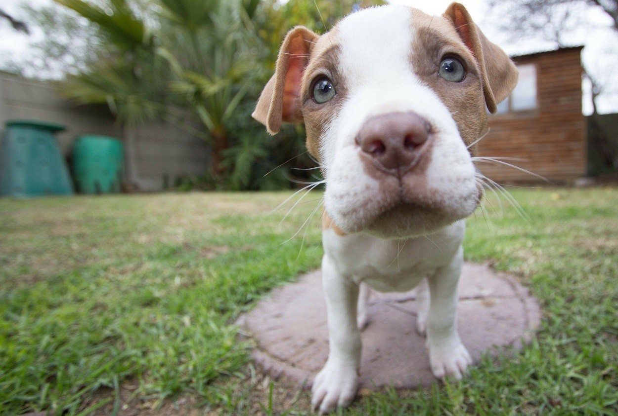 versamento pericardico cane: cucciolo Pitbull
