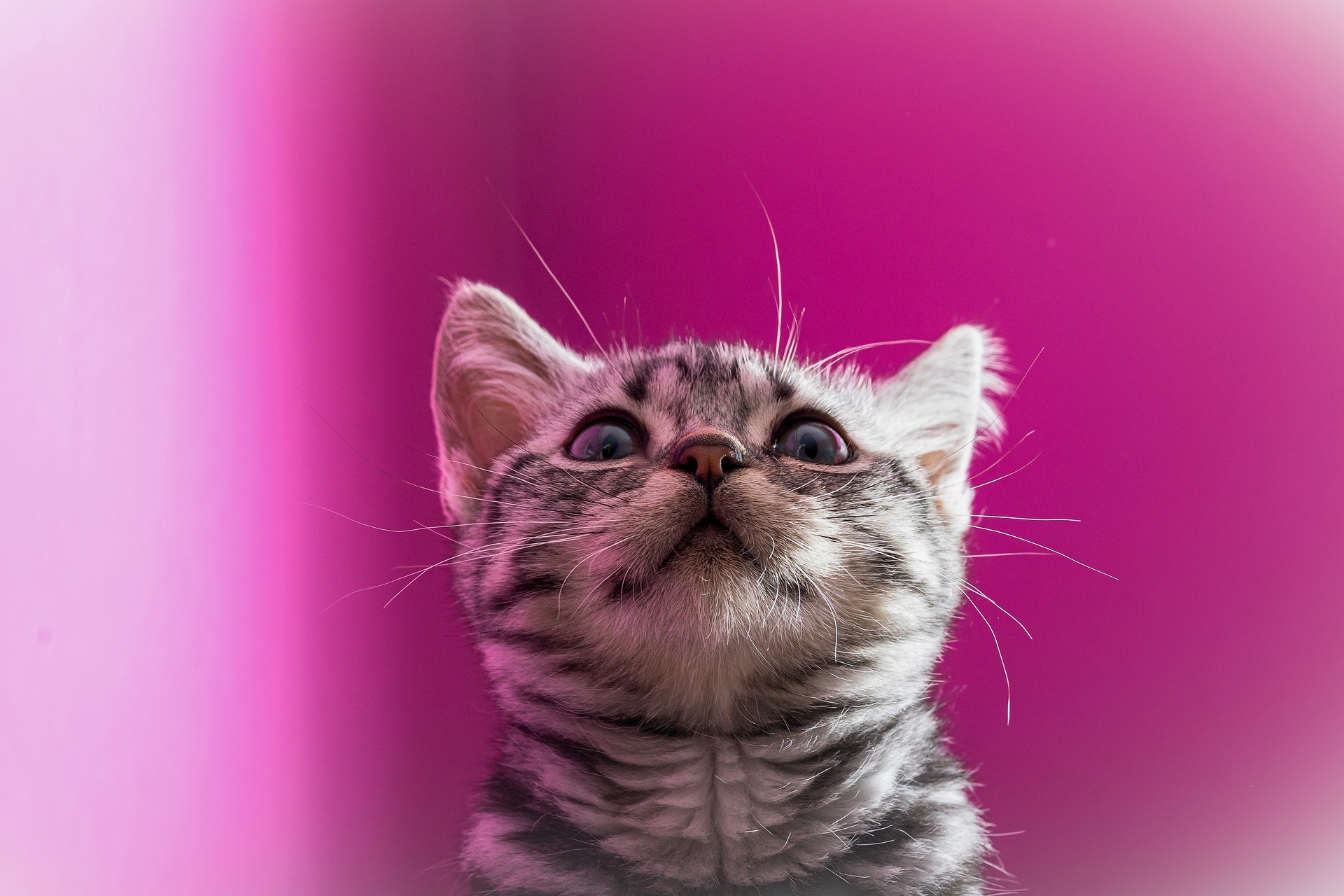 Giornata internazionale del gatto 2021