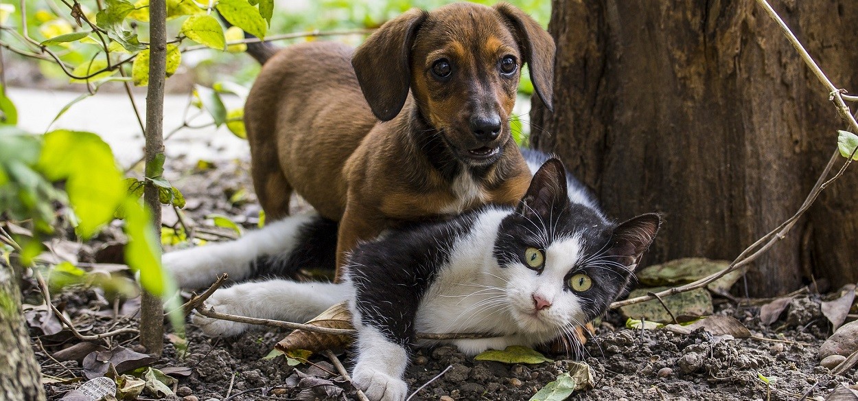quanto urinano cane gatto