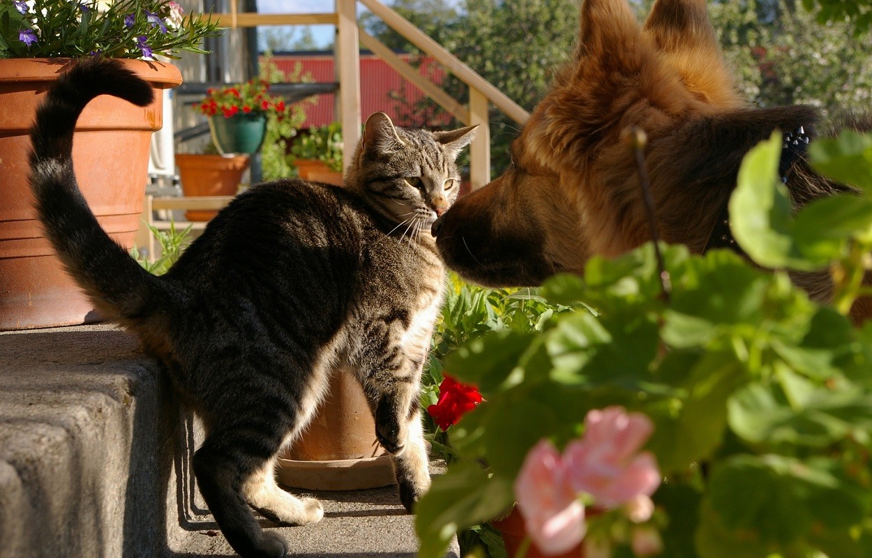 cane e gatto: bava