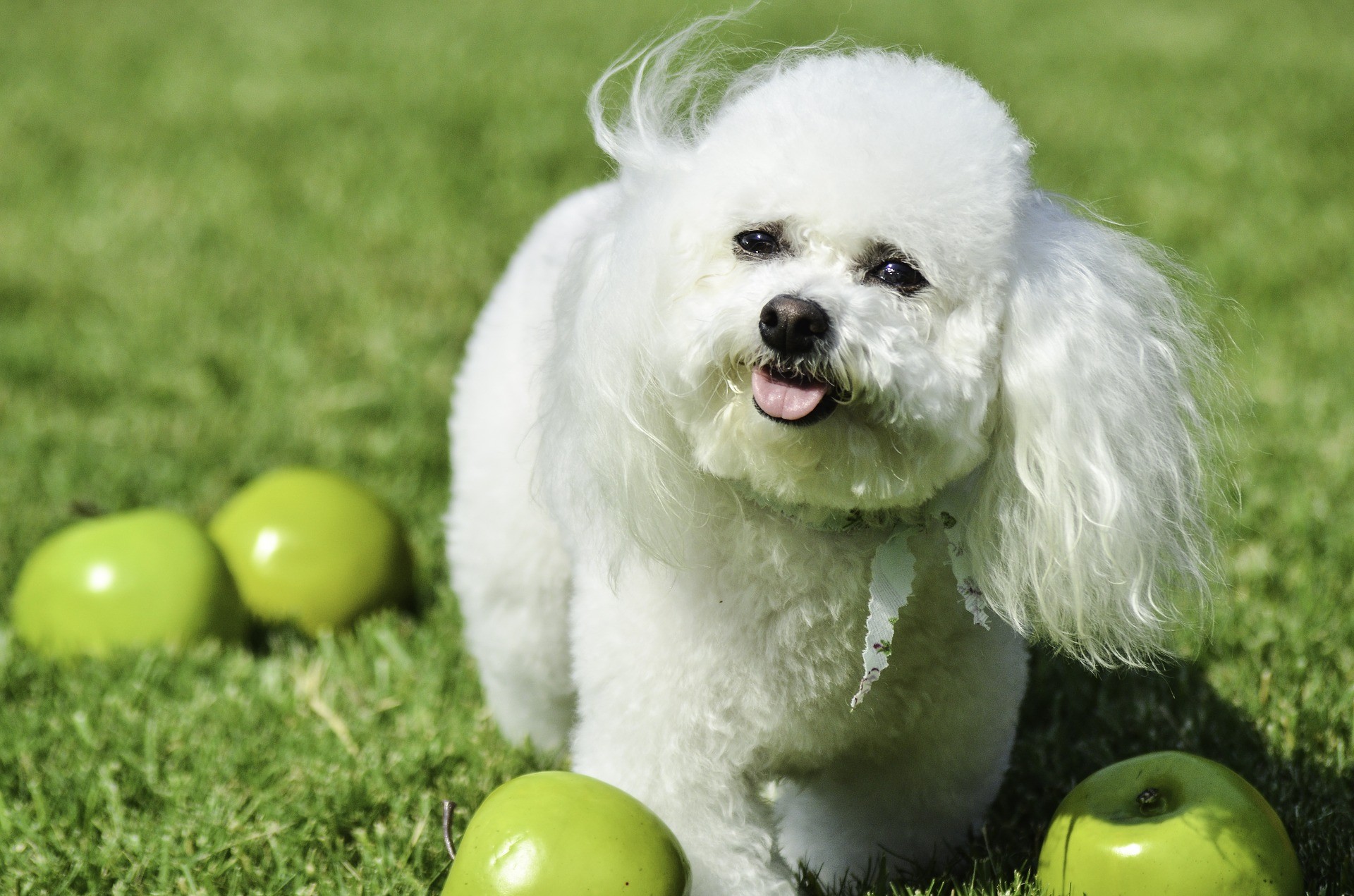 Frutta per cani