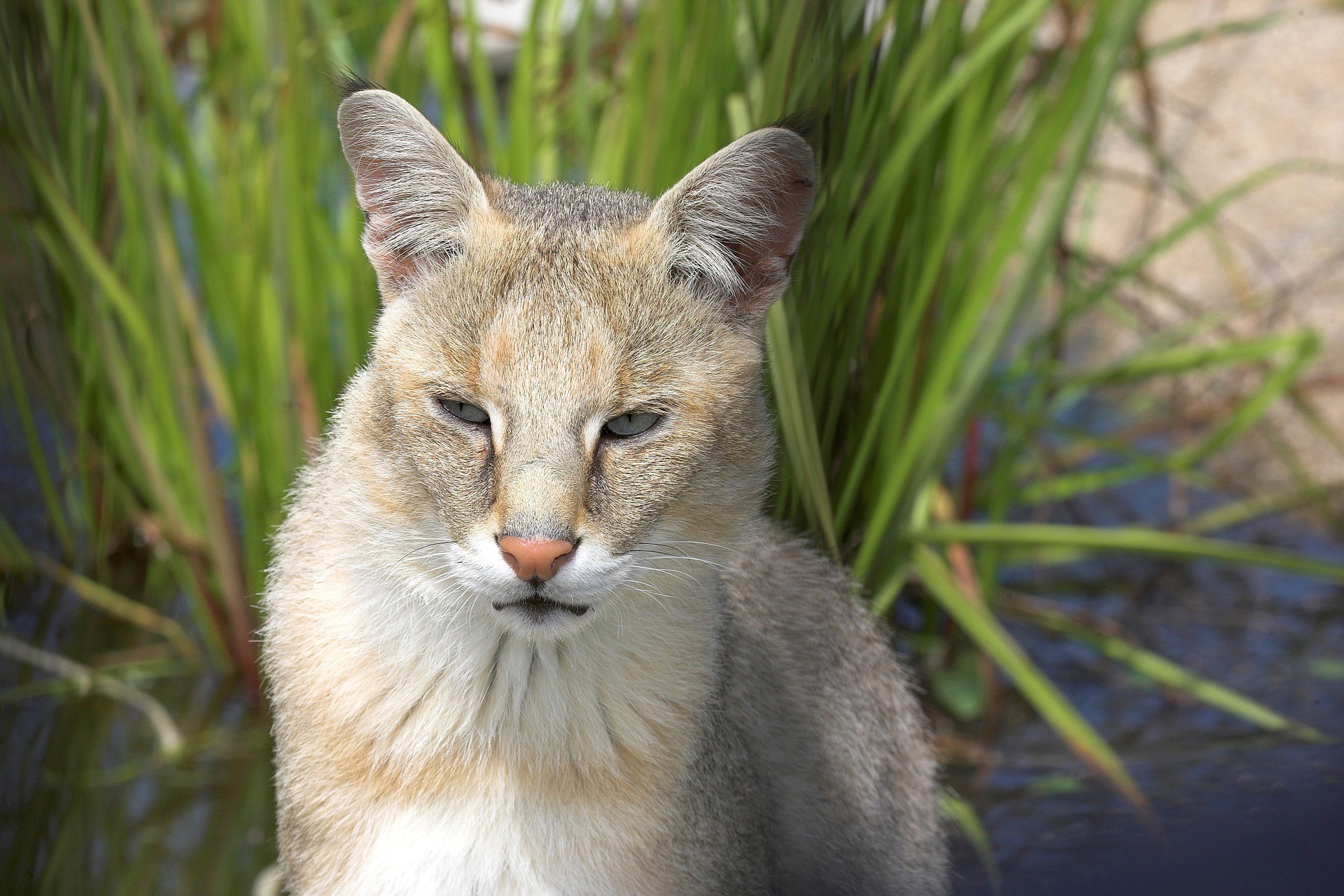 gatto della giungla