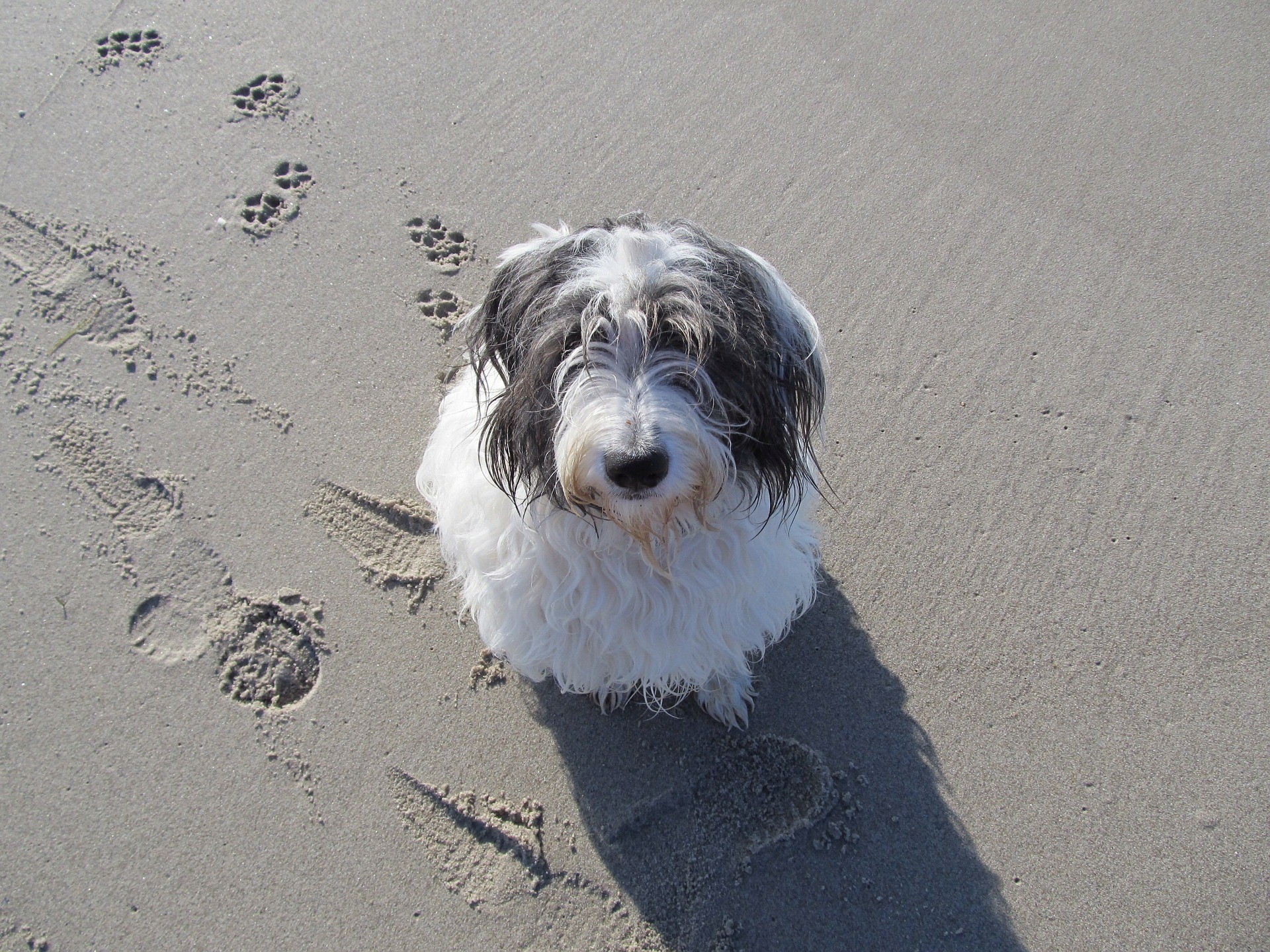 cani in spiaggia