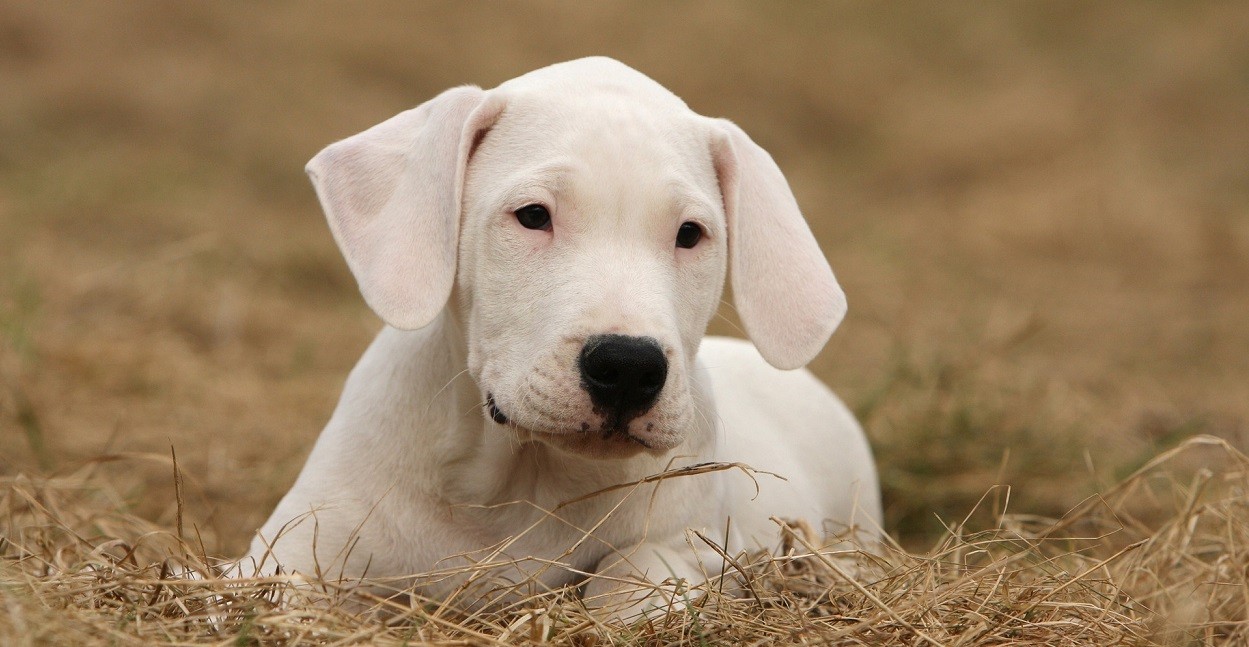 dogo argentino