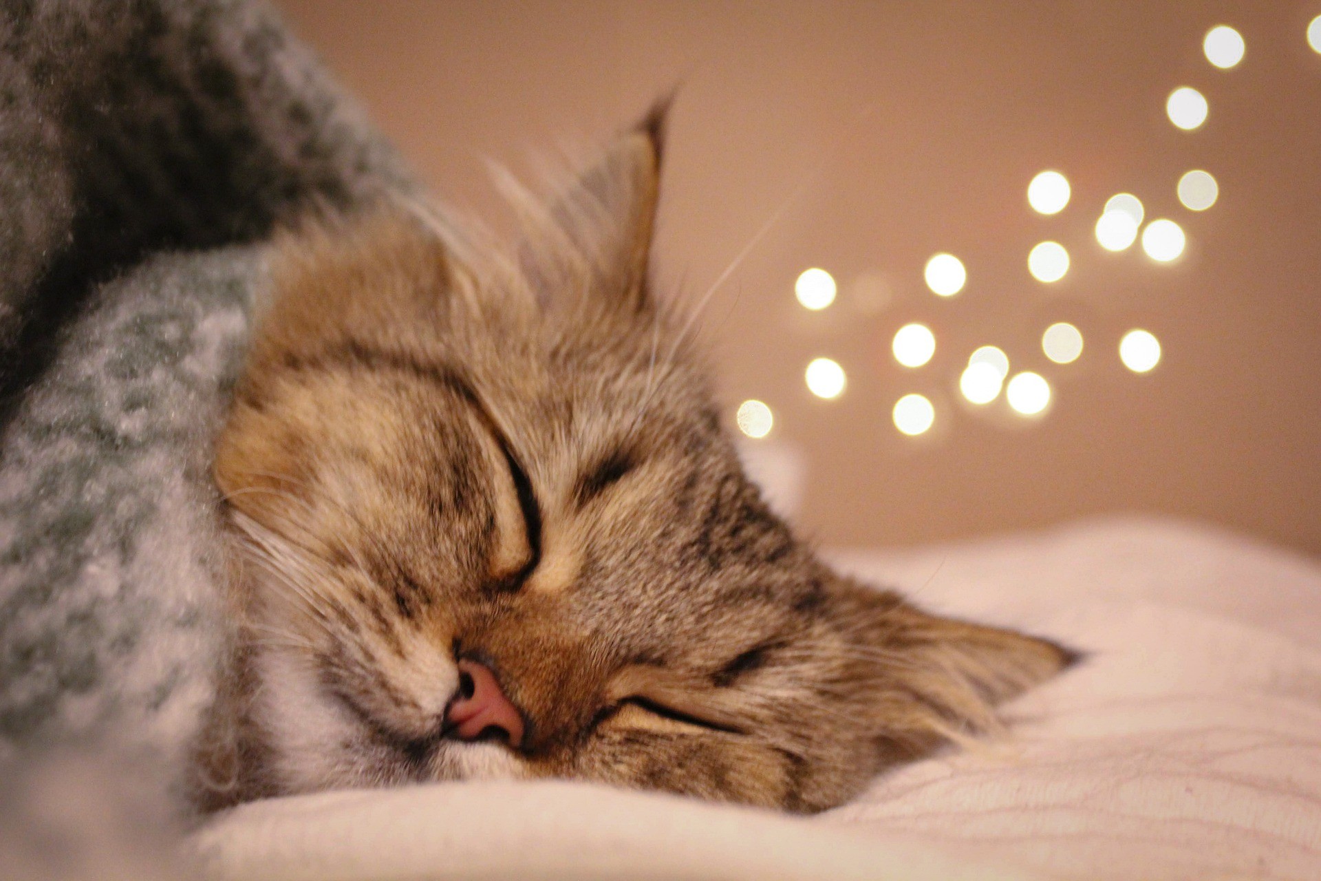 Quanto dorme un gatto